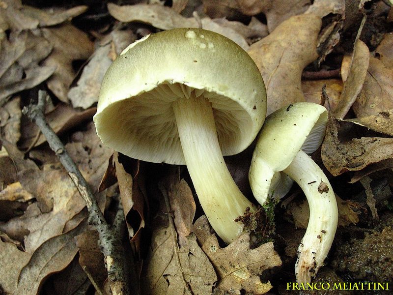 Proposta di studio di Tricholoma saponaceum